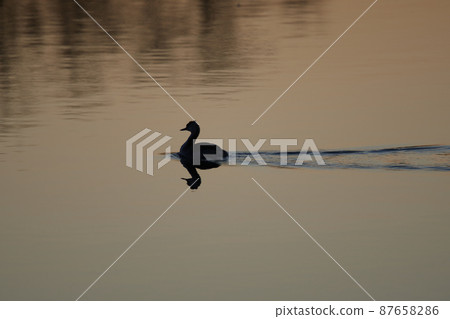 Lake Teganuma Wild Bird Winter Great Crested Grebe Lake Teganuma Wild Bird Winter Great Crested Grebe 87658286
