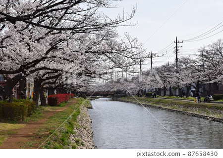 灌溉水邊的風景和櫻花盛開的河流 87658430