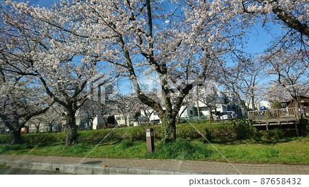 沿著長廊盛開的櫻花景觀 87658432