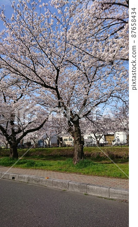 路邊盛開的櫻花（垂直） 87658434
