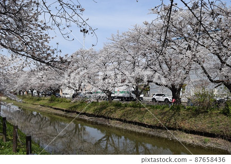 櫻花盛開的風景和河流 87658436