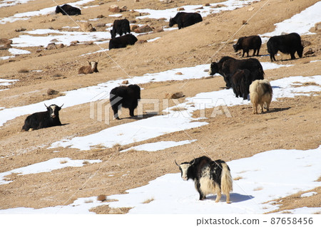 帕米爾高原犛牛 87658456