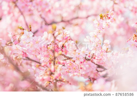 [春天]櫻花河津櫻花 87658586
