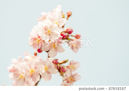 [春天]櫻花河津櫻花 87658587