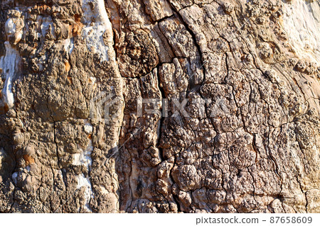 Tree Trunk and Bark 87658609