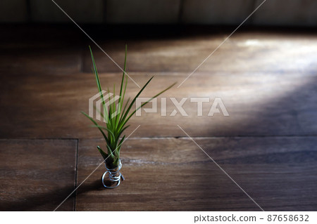 手工製作的鋁線架和放置在木桌上的植物 (Melanocratel) 87658632