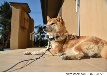 柴犬 柴犬 柴犬 柴犬 87658725