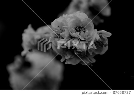 白梅梅林單色 白梅梅林單色 87658727