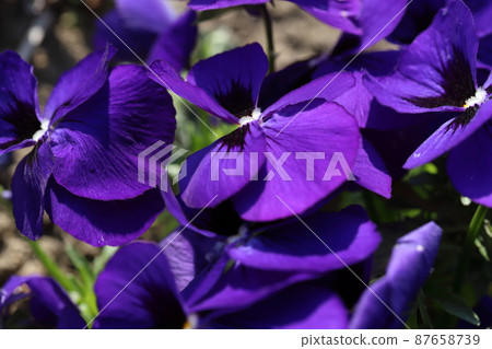 日本早春公園盛開的紫色三色堇花 87658739