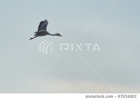 Lake Teganuma Wild Bird Winter Gray Heron Lake Teganuma Wild Bird Winter Gray Heron 87658802