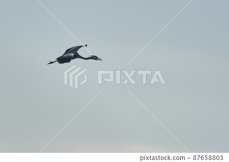 Lake Teganuma Wild Bird Winter Gray Heron 87658803