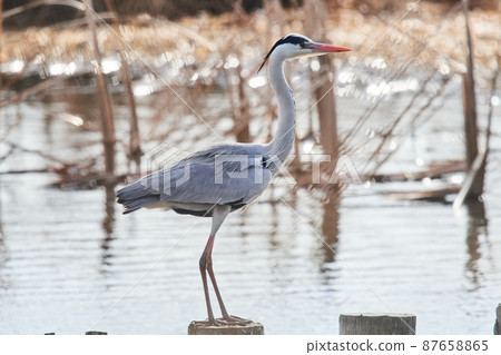 手加沼湖野鳥冬季灰鷺 手加沼湖野鳥冬季灰鷺 87658865