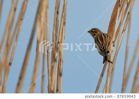 Lake Teganuma Wild Bird Winter Reed Bunting Lake Teganuma Wild Bird Winter Reed Bunting 87659043