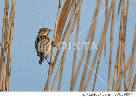 Lake Teganuma Wild Bird Winter Reed Bunting 87659044