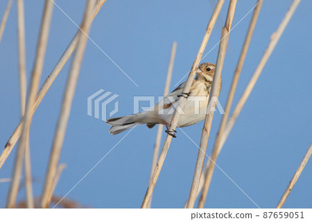 Lake Teganuma Wild Bird Winter Reed Bunting Lake Teganuma Wild Bird Winter Reed Bunting 87659051