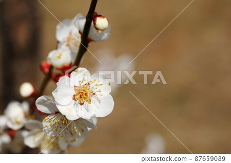 白梅盛開 87659089