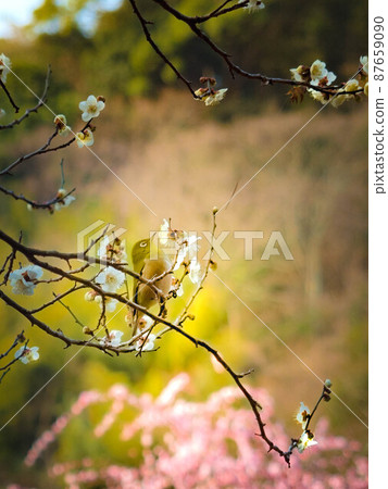 白眼住在梅園裡的梅樹 白眼住在梅園裡的梅樹 87659090