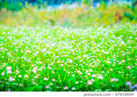 散步時盛開的可愛花朵 散步時盛開的可愛花朵 87659094