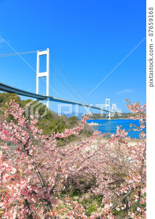 [愛媛縣]晴空下的來島海峽大橋和盛開的河津櫻花 87659168