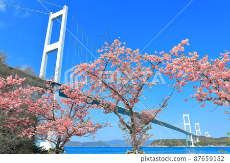 [Ehime Prefecture] Kurushima Kaikyo Bridge under clear skies and Kawazu cherry blossoms in full bloom 87659182