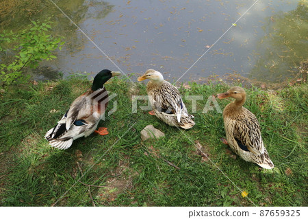 Spring in Ueda, Shinshu Ikushimatarushima Shrine Friendly ducks 87659325