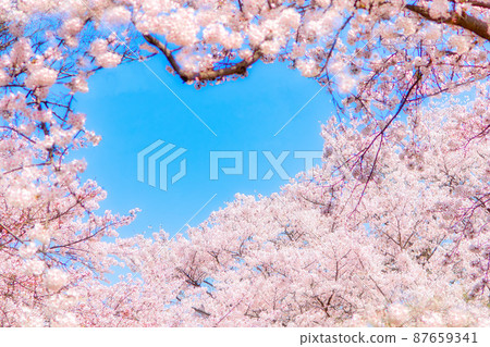 Heart-shaped blue sky with cherry blossoms in full bloom | Entrance, graduation, new life 87659341