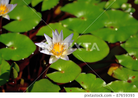 Ofuna Flower / Mizuren Ofuna Flower / Mizuren 87659393