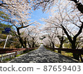 A row of cherry blossom trees on the Sakato Bridge before the renovation, a tunnel of cherry blossoms 87659403