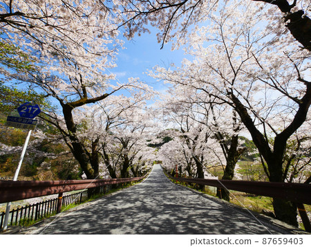 改造前坂戶橋上的一排櫻花樹,一條櫻花隧道 改造前坂戶橋上的一排櫻花樹,一條櫻花隧道 87659403