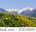 Yellow daffodils and Mt. Kisokoma with still snow 87659405