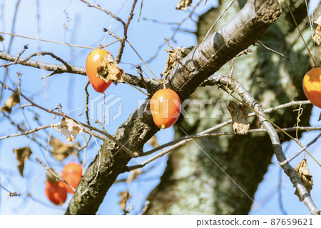 Ripe crow squirrel 87659621