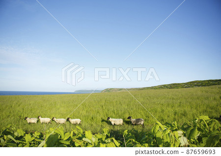 八木尻島的早晨綿羊農場,藍天 八木尻島的早晨綿羊農場,藍天 87659693