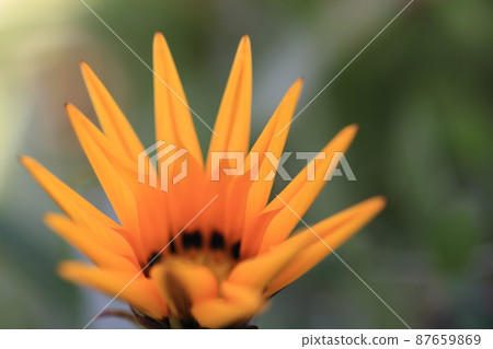 Gazania 0004 87659869