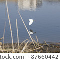 Little Egret taking off from the waterside of the Tsurumi River 87660442