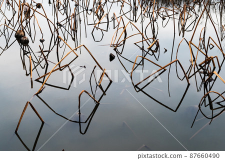 冬季荷花池創造的幾何圖案 87660490