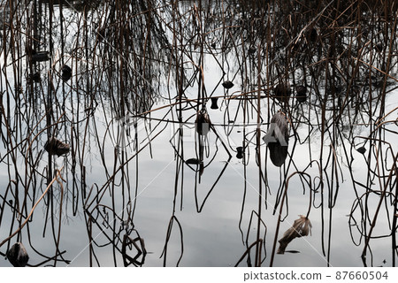 冬季荷花池創造的幾何圖案 87660504