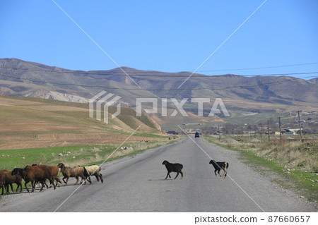 Wakhan Corridor Animals Wakhan Corridor Animals 87660657