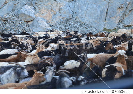 瓦罕走廊的山羊和綿羊群 87660663