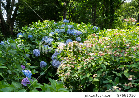 hydrangea flower 87661036