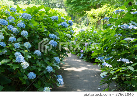 繡球花 87661040