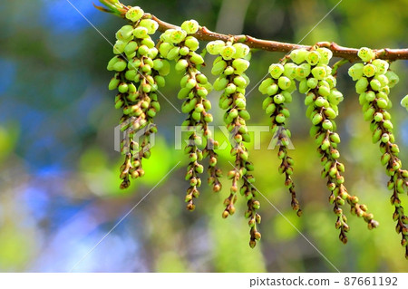 Gibushi flower Gibushi flower 87661192