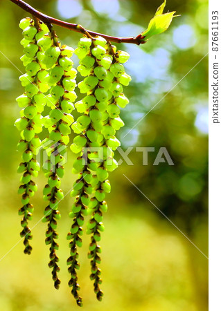 Lined with Gibushi flowers Lined with Gibushi flowers 87661193