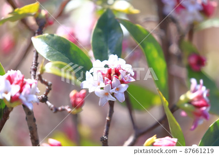 Spring flower Daphne odora 87661219