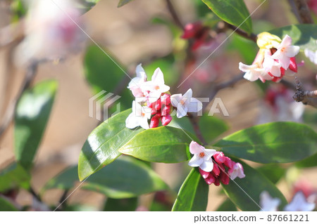 Spring flower Daphne odora 87661221