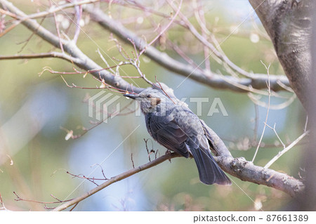 Bulbul perching on a branch January Tokyo 87661389