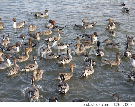 冬鳥候鳥鴨 87662009