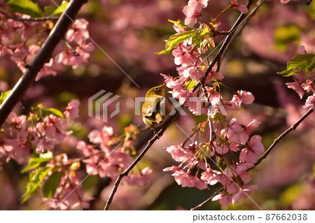 Kawazu cherry blossoms and white-eye 220312am 6:45 Kawazu cherry blossoms and white-eye 220312am 6:45 87662038