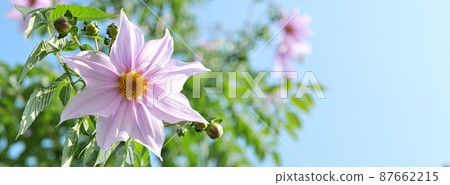 達利亞皇帝 87662215