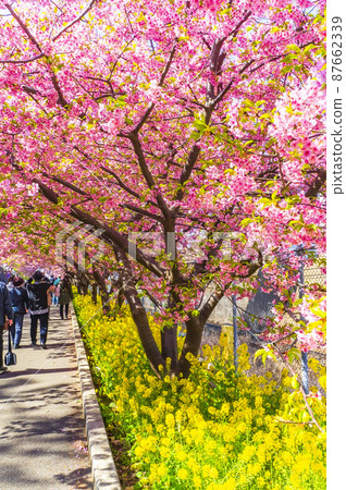 Kawazu cherry tree on Miura Peninsula 87662339