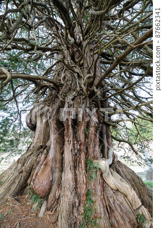 Sawajiri's big hinoki Fukushima prefecture Sawajiri's big hinoki Fukushima prefecture 87662341